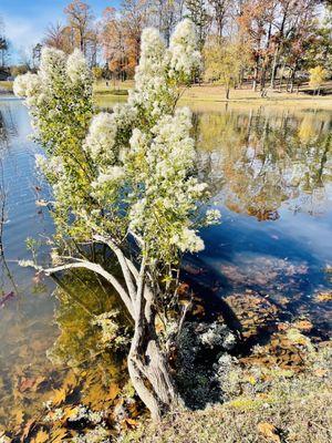 Tree growing sideways and into the lake