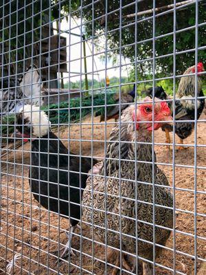 Up close view of some of birds in the aviary. Everything from chickens, peacocks, turkeys, doves and more.