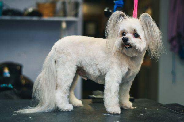 Full-service grooming from highly experienced, certified groomers, including Kat Lacy, the owner. Relaxing pet spa!