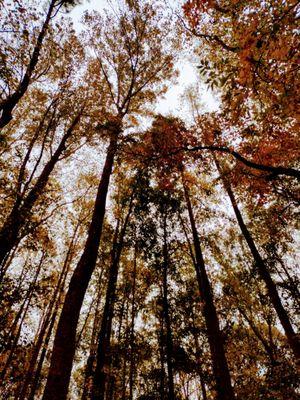 A fall view up to the trees turning colors