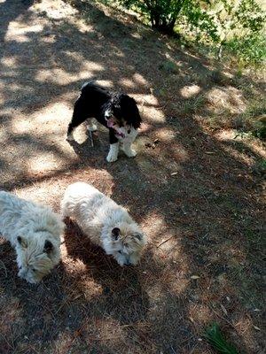 Max Delilah and Arnold on San Rafael group dog hike