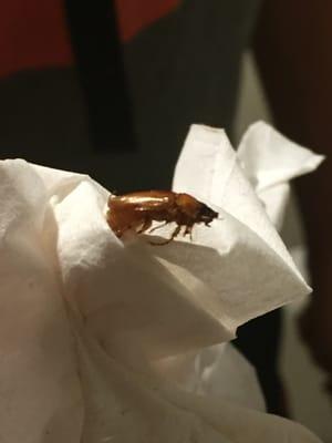 Found a German Cockroach in our room.Absolutely Disgusting.Immediately they call Orkin, but refused to give my money back. DO NOT STAY HERE