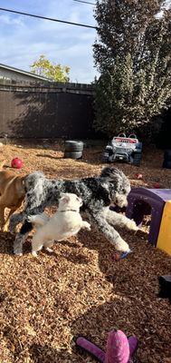 Pre and Iggy in full gallop at daycare!