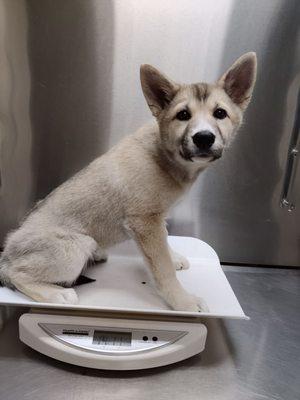 Pup's first vet visit