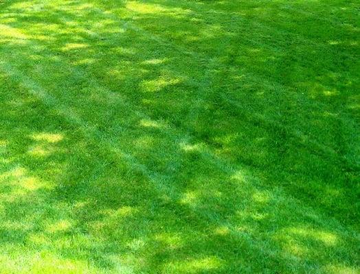 Contact SK Lawn Care at www.sklawncarekc.com