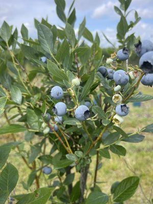 Blueberries