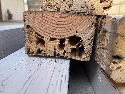 Drywood termite Damage in patio joist