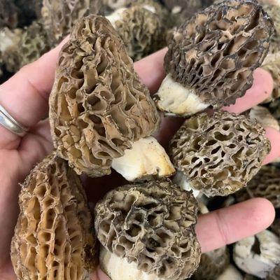 Morels Mushrooms