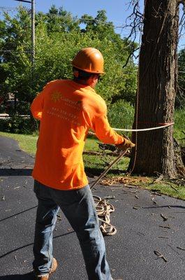 Large oak removal in Long Grove.