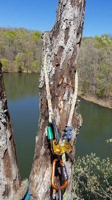 Climbing a tree in Piedmont