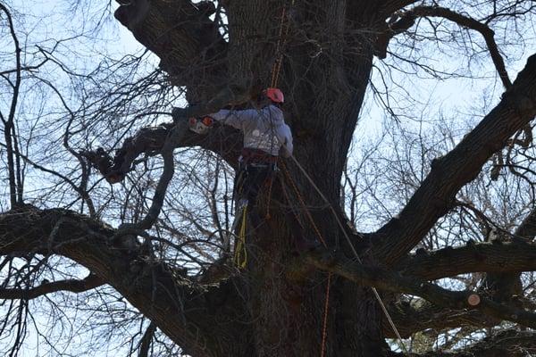 Nova Tree Service