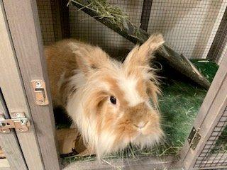 Snickerdoodle.  Lionhead rabbit is our school's pet.  She also travels on the weekends to our families who sign up.  Everything is provided!