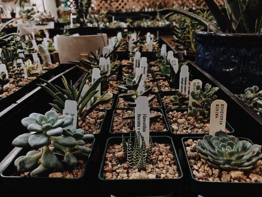 Succulents & more