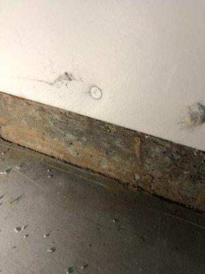 Subterranean termite tube found in a garage