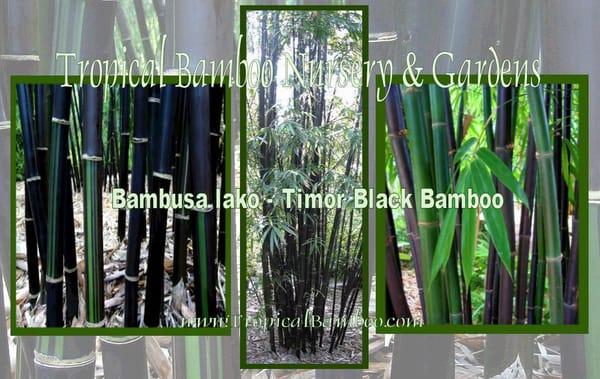 Bambusa lako - Timor Black Bamboo