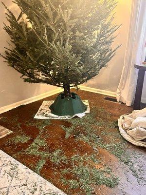 This was after trying to put lights on the tree. The tree was purchased 11/29 at Broadview and the photo was taken on 12/4.