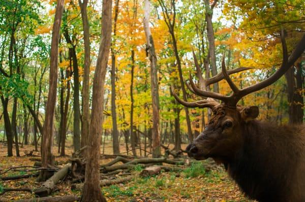 elk close-up