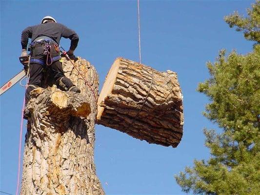 Pine Tree removal with crane.