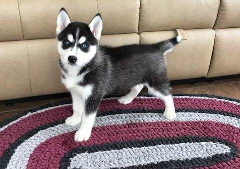 MALE HUSKY PUPPY