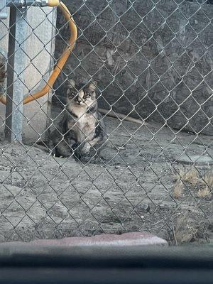 Ear tipped cat taken to Simi for services