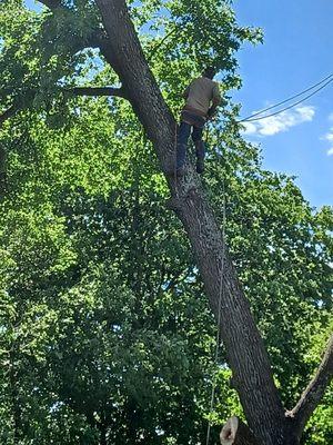 Emergency tree removal