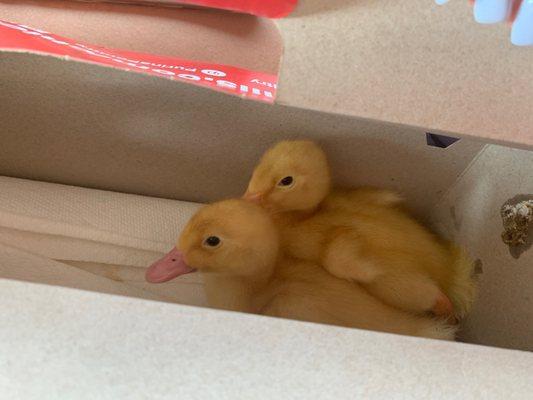 Baby Ducks