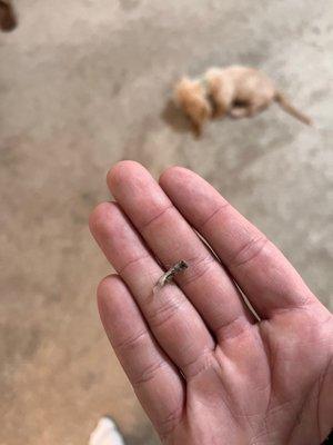 Nails found inside apartment that my puppy was chewing on