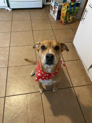 Molly got a little bandana after her grooming service!