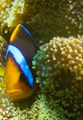 Fiji 2023 Anenome Fish