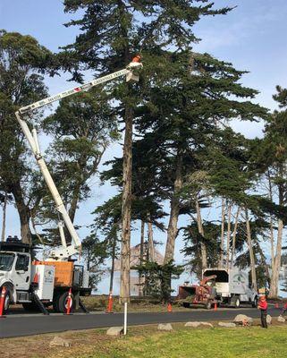 Greenvale Tree working in Morro Bay State Park!