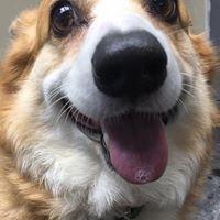 Gracie showing off the cutest Corgi Smile.