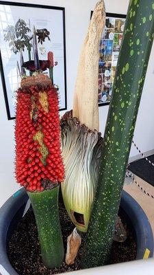 Corpse flower 2023