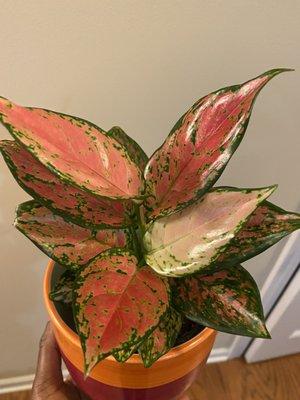 Aglaonema Red Wishes