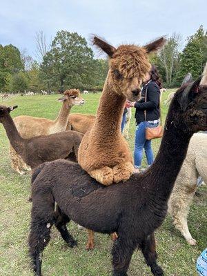 More alpaca