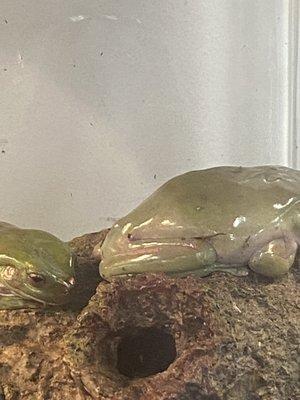 Sick whites tree frogs