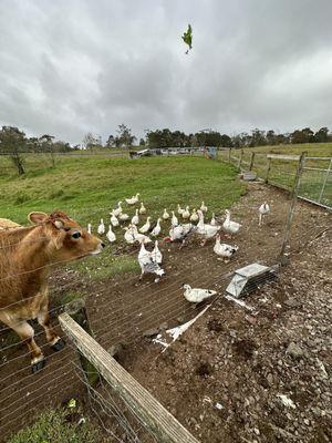 Ducks liked the lettuce