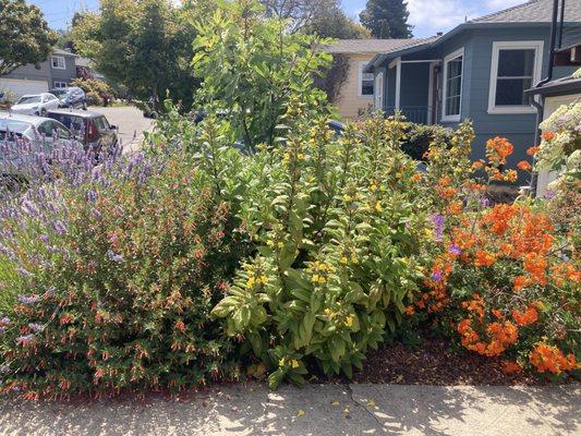 Small garden design and installation in East Oakland.