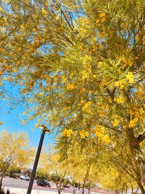 Beautiful yellow flowers