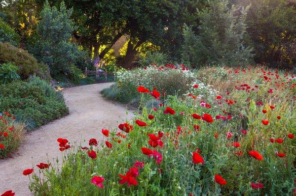 Summer WILD Flowers in bloom! Field poppies in the Mediterranean Garden