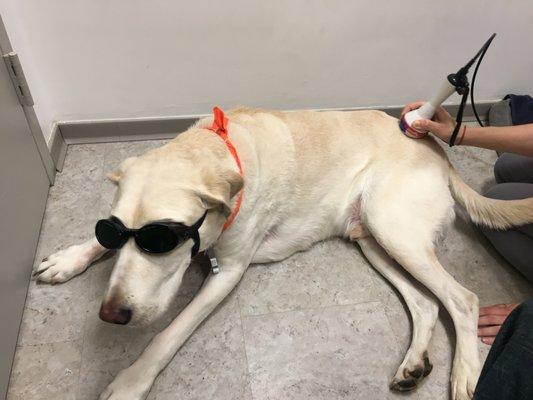 Sampson rocking his doggles for his laser therapy session.