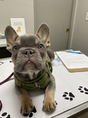 First vet visit!! Dr. Jackson and the team have been super kind and welcoming!!