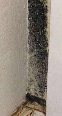 Mold on the wall