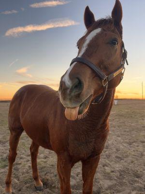 Topper Looking GREAT in our Custom Engraved Turnout Halter!