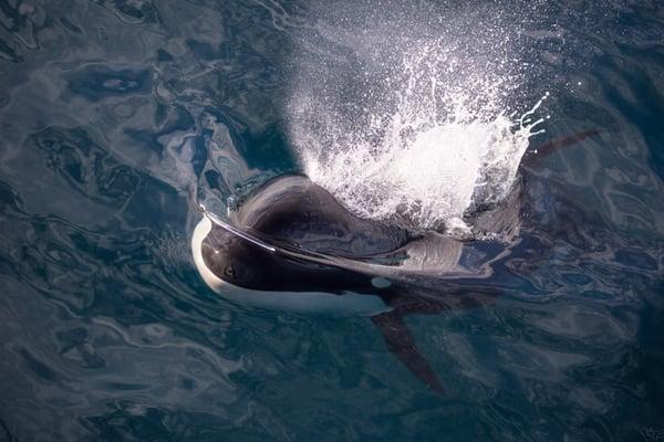 Killer whale on whale watching cruise