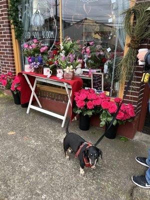 Dog friendly flower shop