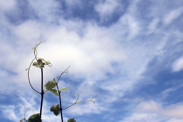 Vineyard and sky at Rails Nap