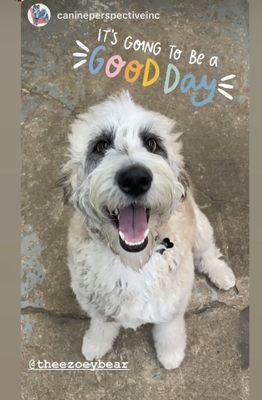 Zoey at Daycare - just one very happy pup!