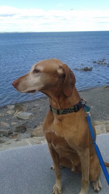 Amos at Deer Island, Winthrop, MA