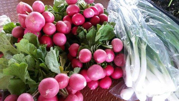 West Plains Area Farmers Market fresh, organic radishes.