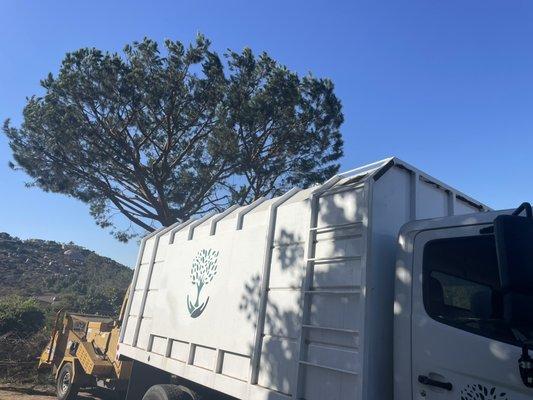 Pine tree after complete trimming in Rancho San Diego